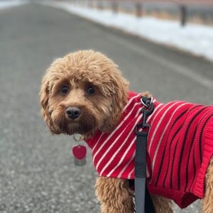 Meet your Posher, Penny